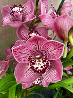 Carica l'immagine nel visualizzatore Galleria, Cymbidium George Formby