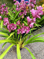 Carica l'immagine nel visualizzatore Galleria, Cymbidium George Formby