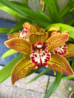 Carica l'immagine nel visualizzatore Galleria, Cymbidium Gorm Flor (erythraeum x tracyanum)