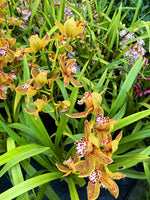 Carica l'immagine nel visualizzatore Galleria, Cymbidium Gorm Flor (erythraeum x tracyanum)