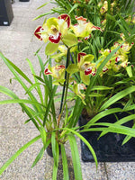 Carica l'immagine nel visualizzatore Galleria, Cymbidium Italian Charm Flamingo Trilip - Peloric