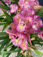 Carica l'immagine nel visualizzatore Galleria, Cymbidium Sweet Wine 'Rika' - Peloric