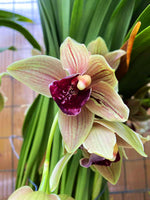 Carica l'immagine nel visualizzatore Galleria, Cymbidium Bull Barrow