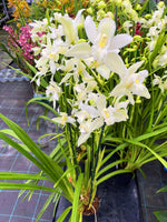 Carica l'immagine nel visualizzatore Galleria, Cymbidium lowianum f. alba