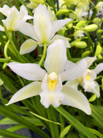 Carica l'immagine nel visualizzatore Galleria, Cymbidium lowianum f. alba
