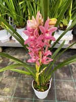 Carica l'immagine nel visualizzatore Galleria, Cymbidium Wild Pink