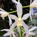 Carica l'immagine nel visualizzatore Galleria, Cymbidium dayanum var. alba