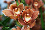 Carica l'immagine nel visualizzatore Galleria, Cymbidium Autumn Orange