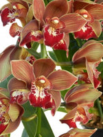 Carica l'immagine nel visualizzatore Galleria, Cymbidium Dark Freak 'Mud in the Eye'