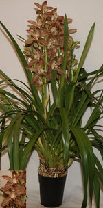 Carica l'immagine nel visualizzatore Galleria, Cymbidium Enzan Knuckle 'Paulista'