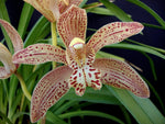 Carica l'immagine nel visualizzatore Galleria, Cymbidium Enzan Knuckle 'Paulista'