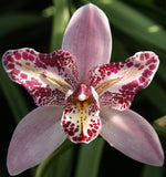 Carica l'immagine nel visualizzatore Galleria, Cymbidium Flamingo 'Peachlet Ilona'