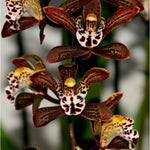 Carica l'immagine nel visualizzatore Galleria, Cymbidium Magic Chocolate