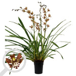 Carica l'immagine nel visualizzatore Galleria, Cymbidium Magic Chocolate