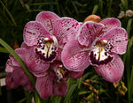 Carica l'immagine nel visualizzatore Galleria, Cymbidium Spotted Leopard 'Royale'
