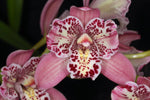 Carica l'immagine nel visualizzatore Galleria, Cymbidium Strathdon 'Cooksbridge Fantasy' - Peloric