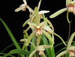 Carica l'immagine nel visualizzatore Galleria, Cymbidium ensifolium 'Four Season'