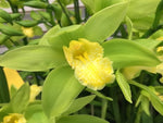 Carica l'immagine nel visualizzatore Galleria, Cymbidium lowianum f. concolor