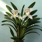 Carica l'immagine nel visualizzatore Galleria, Cymbidium wadae