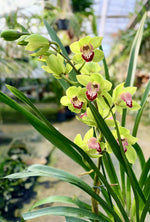 Carica l'immagine nel visualizzatore Galleria, Cymbidium Grinch