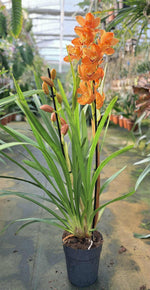 Carica l'immagine nel visualizzatore Galleria, Cymbidium Warm Orange