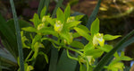 Carica l'immagine nel visualizzatore Galleria, Cymbidium lowianum f. concolor