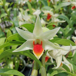 Carica l'immagine nel visualizzatore Galleria, Dendrobium Hsinying Frostmaree x Dendrobium tobaense 'Giant'