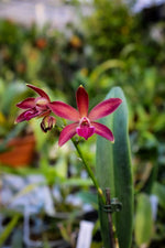 Carica l'immagine nel visualizzatore Galleria, Enanthleya Jairak Kyogu (Guaricyclia Kyoguchi x Cattleya Thospol Spot)