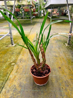 Carica l'immagine nel visualizzatore Galleria, Grammatophyllum speciosum