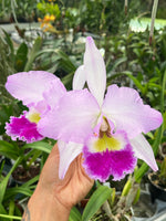 Chargez l'image dans la visionneuse de galerie, Cattleya gaskelliana var. alba x Hardyana var. semi alba