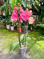 Carica l'immagine nel visualizzatore Galleria, Phalaenopsis Lianher Golden Cheese - Big Lip