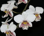 Carica l'immagine nel visualizzatore Galleria, Phalaenopsis stuartiana