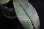 Carica l'immagine nel visualizzatore Galleria, Phalaenopsis Bronze Maiden (schilleriana x mannii 'Black' ) 'Venus Perfume'