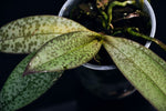 Carica l'immagine nel visualizzatore Galleria, Phalaenopsis lindenii