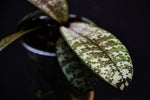 Carica l'immagine nel visualizzatore Galleria, Phalaenopsis schilleriana