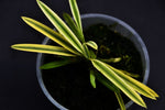 Carica l'immagine nel visualizzatore Galleria, Neofinetia falcata 'Higashidemiyako' 東出都