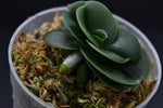 Carica l'immagine nel visualizzatore Galleria, Sedirea japonica "Minmaru" (Mini Type)