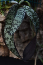 Carica l'immagine nel visualizzatore Galleria, Phalaenopsis celebensis