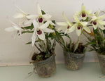Carica l'immagine nel visualizzatore Galleria, Dendrobium moniliforme 'Suitan' x 'Suihou' 翠丹 x 翠寶