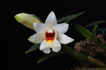 Carica l'immagine nel visualizzatore Galleria, Dendrobium christyanum