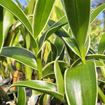 Carica l'immagine nel visualizzatore Galleria, Dendrobium Burana Sundae (variegata)