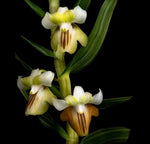 Carica l'immagine nel visualizzatore Galleria, Dendrobium ellipsophyllum
