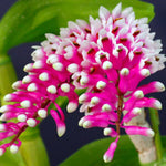 Carica l'immagine nel visualizzatore Galleria, Dendrobium Lee Chang Yi Miriam (secundum × smillieae)