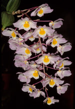Carica l'immagine nel visualizzatore Galleria, Dendrobium amabile