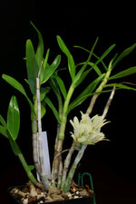 Carica l'immagine nel visualizzatore Galleria, Dendrobium bracteosum v. alba