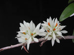 Carica l'immagine nel visualizzatore Galleria, Dendrobium bracteosum v. alba