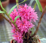 Carica l'immagine nel visualizzatore Galleria, Dendrobium bracteosum var. tannii