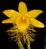 Carica l'immagine nel visualizzatore Galleria, Dendrobium brymerianum