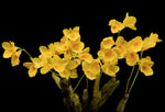 Carica l'immagine nel visualizzatore Galleria, Dendrobium capillipes / brainanense