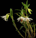 Carica l'immagine nel visualizzatore Galleria, Dendrobium chrystianum